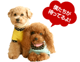 取得可能なライセンス