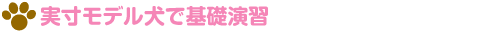 実寸犬モデルで基礎演習