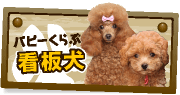当店の看板犬を紹介しています