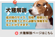 犬種解説