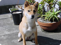 柴犬