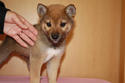氷見の柴犬