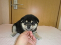 氷見の柴犬0903
