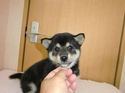 氷見の柴犬0817