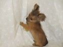 ミックス犬（ダックス×ポメラニアン）