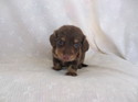 ミニチュアダックス1203