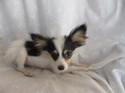 ミックス犬　母　パピヨン　父　ポメラニアン