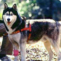 シベリアン・ハスキー