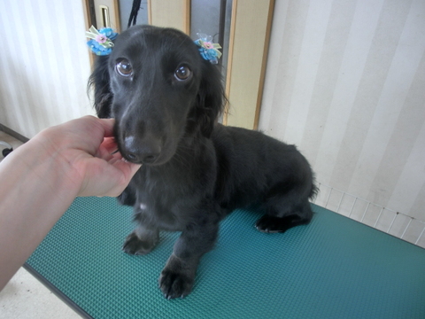 ミニチュアダックスのクッキーちゃん