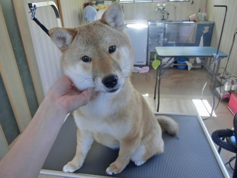 柴犬のくぅちゃん