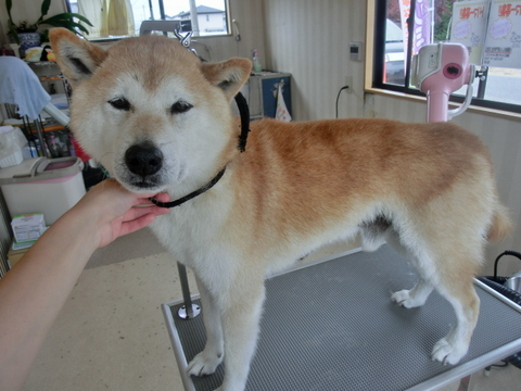 柴犬の海斗ちゃん