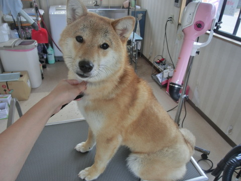 柴犬のクーちゃん