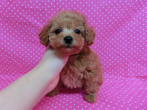 店で家族募集中の子犬