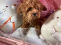 リタイヤ犬　ひよこちゃん