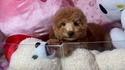 8月30日生まれのプードルの男の子