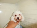 リタイヤ犬