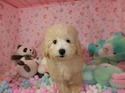 ７月７日生まれのプードルの男の子2