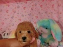 ７月17日生まれのプードルの男の子