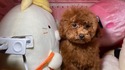 5月１４日生プードルレッドの女の子
