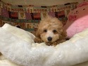 1月23日生まれの男の子1