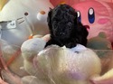 4月２日生プードルの男の子2