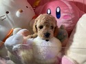 ３月２６日生プードルの男の子3