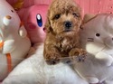 1月１9日生まれの男の子
