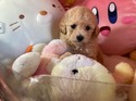 ２月３日生プードルの女の子2