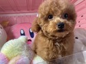 1月１8日生まれレッドの女の子