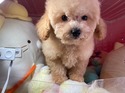 ２月３日生のプードルの男の子