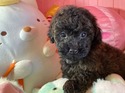 ３月１８日生のプードルブラックの男の子