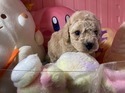 ３月２６日生プードルの女の子2