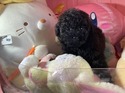 ３月１８日生のプードルブラックの女の子2