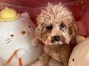 プードルタイニーサイズの夏ちゃん