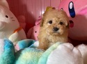 5月１４日生プードルクリームの女の子2
