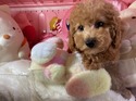３月２６日生プードルの男の子1