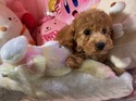 ３月２６日生プードルの男の子2