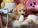 ３月２６日生プードルの男の子3