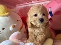 ３月２６日生プードルの男の子4