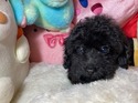 4月２日生プードルの男の子2