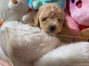 5月９日生プードルの男の子
