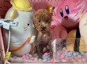 ２０２４年１０月１０日生まれのプードルの男の子