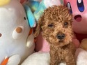 ２０２４年１０月１０日生まれのプードルの男の子