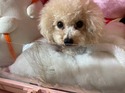 有料里親募集　ゆめ
