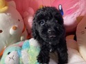 4月２日生プードルの男の子1