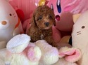 4月６日生プードルの男の子