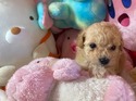 5月１４日生プードルクリームの女の子