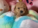 5月９日生まれプードルの女の子