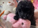 4月２日生プードルの男の子2