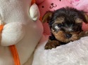 5月１４日ヨークシャテリアメス